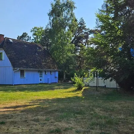 Schwarzdorn *
